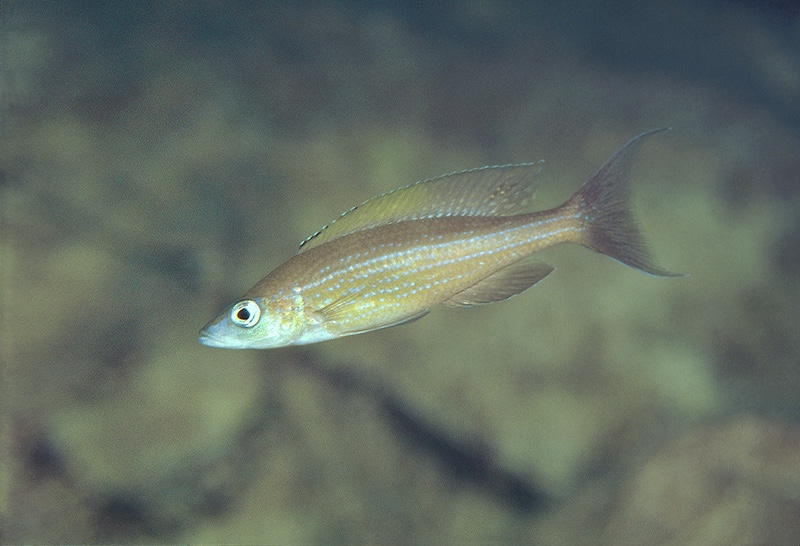 Paracyprichromis brieni 'Kantalamba'